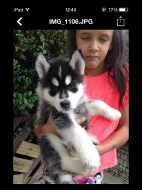 Roztomilý Sibiřský husky štěňata