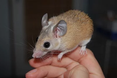 Daruji myšky bodlinaté, mláďátka
