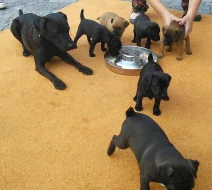 Prodám štěňata Patterdale teriera