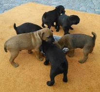 Prodám štěňata Patterdale teriera