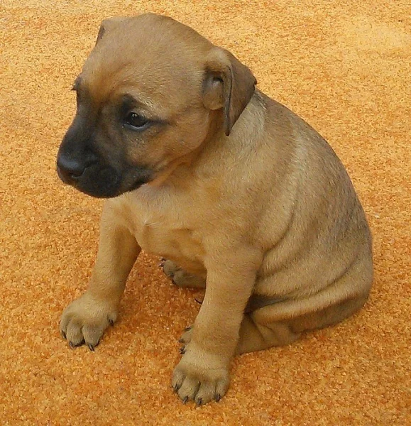 Prodám štěňata Patterdale teriera