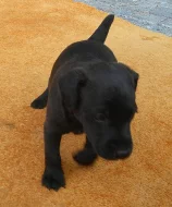 Prodám štěňata Patterdale teriera