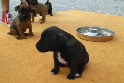 Prodám štěňata Patterdale teriera