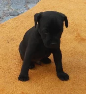 Prodám štěňata Patterdale teriera