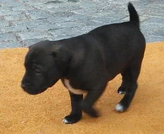 Prodám štěňata Patterdale teriera