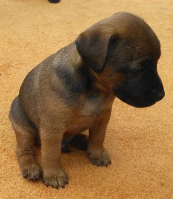 Prodám štěňata Patterdale teriera