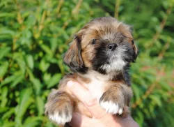 Lhasa apso štěňátka