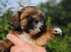 Lhasa apso štěňátka