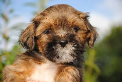 Lhasa apso štěňátka