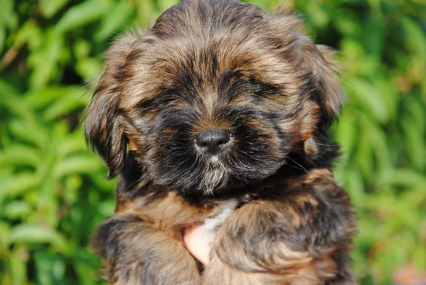Lhasa apso štěňátka
