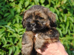 Lhasa apso štěňátka