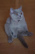 Máme volná koťátka (britská kočka)
