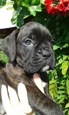 boxer štěňátka