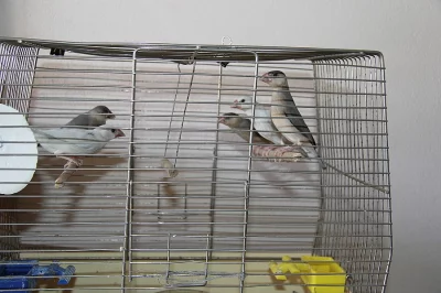 Rýžovník šedý