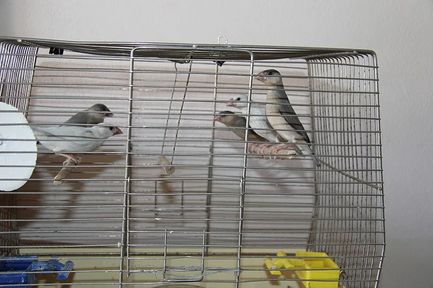 Rýžovník šedý