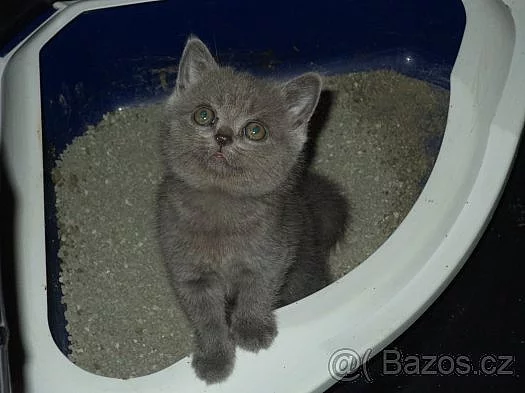 Britská modrá koťátka