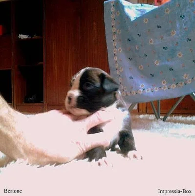 Boxer,štěň. žíh. s PP, www.impressia-box.cz