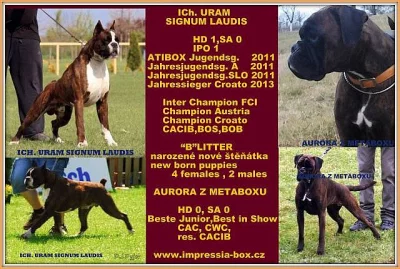 Boxer,štěň. žíh. s PP, www.impressia-box.cz