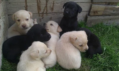 Zlatí a černí Labradoři