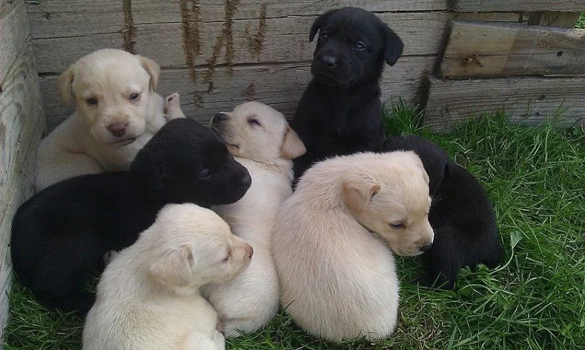 Zlatí a černí Labradoři