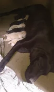 Zlatí a černí Labradoři