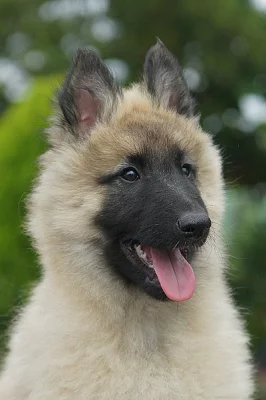 Belgický ovčák - Tervueren