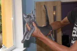Ruská modrá kočka - koťátka s PP