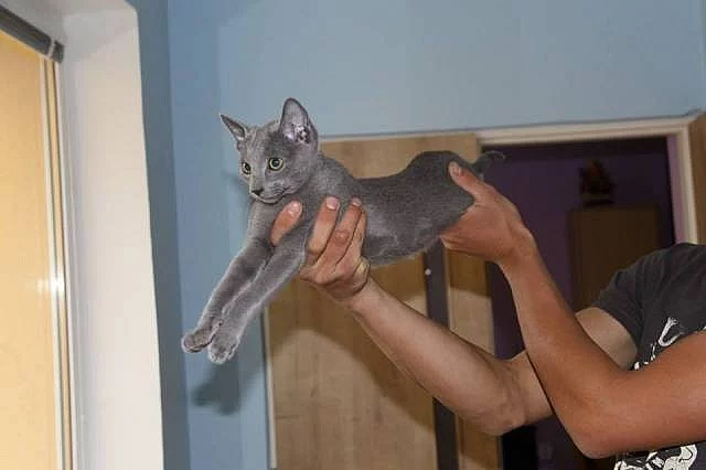 Ruská modrá kočka - koťátka s PP