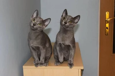 Ruská modrá kočka - koťátka s PP