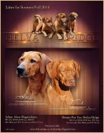 Rhodéský ridgeback - štěňata s PP