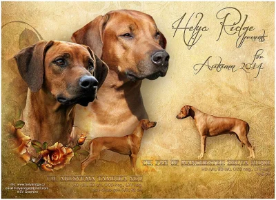 Rhodéský ridgeback - štěňata s PP