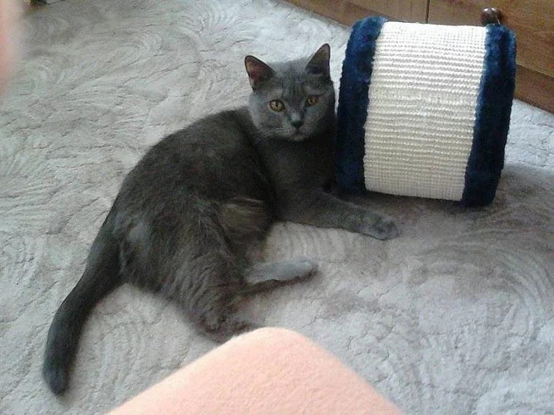 Daruji Britskou kočku
