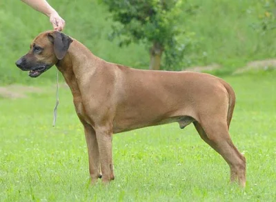Štěňátka rhodéského ridgebacka