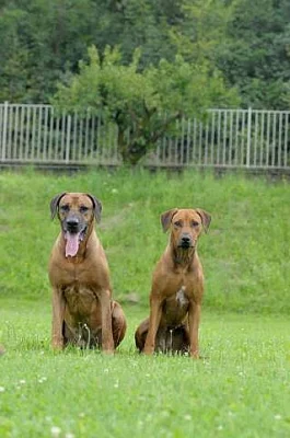 Štěňátka rhodéského ridgebacka