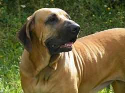 Brazilská fila - štěňata autentických linií