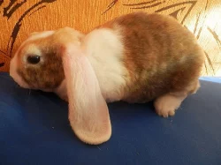 vymazlený japanovitý samaček s VP