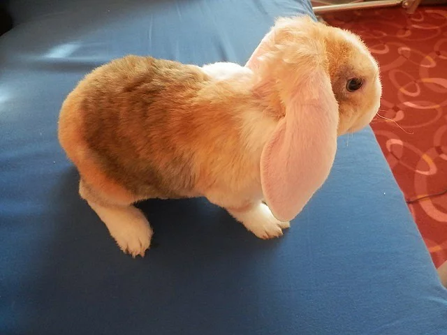 vymazlený japanovitý samaček s VP