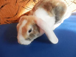 vymazlený japanovitý samaček s VP