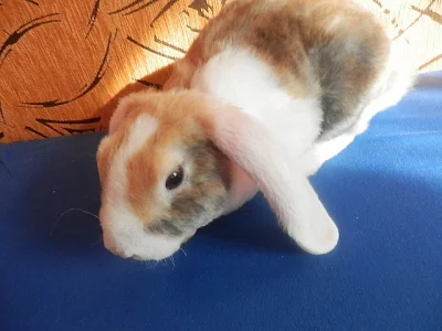 vymazlený japanovitý samaček s VP