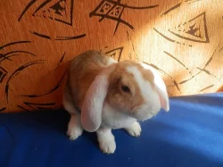 vymazlený japanovitý samaček s VP