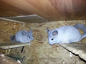 Činčila - samičky White Violet