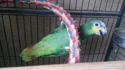 Amazoňan Oranžovokřídlý