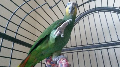 Amazoňan Oranžovokřídlý