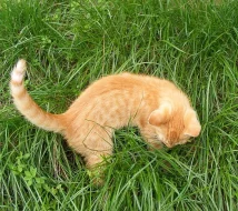 Hledáme Hodné Majitele