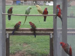 Andulky, agapornisy škraboškové, rosela penant pří