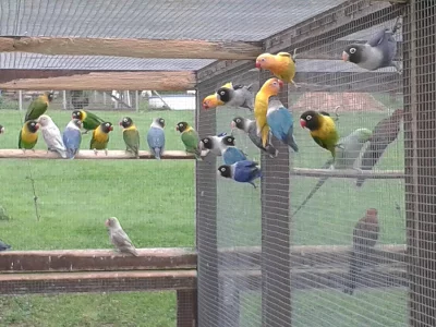 Andulky, agapornisy škraboškové, rosela penant pří