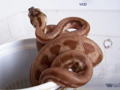 Krajty kobercové - Morelia spilota