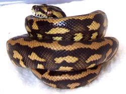 Krajty kobercové - Morelia spilota