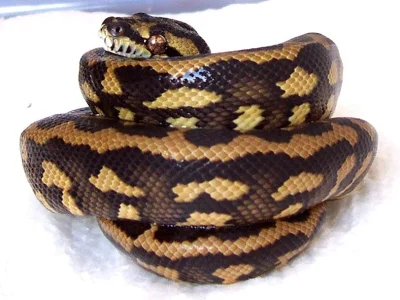Krajty kobercové - Morelia spilota