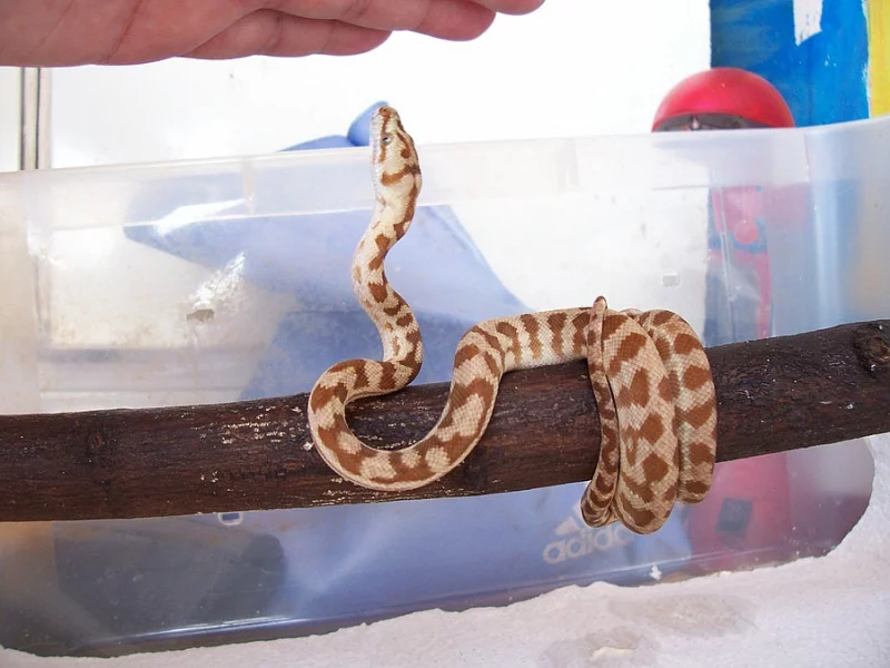 Krajty kobercové - Morelia spilota